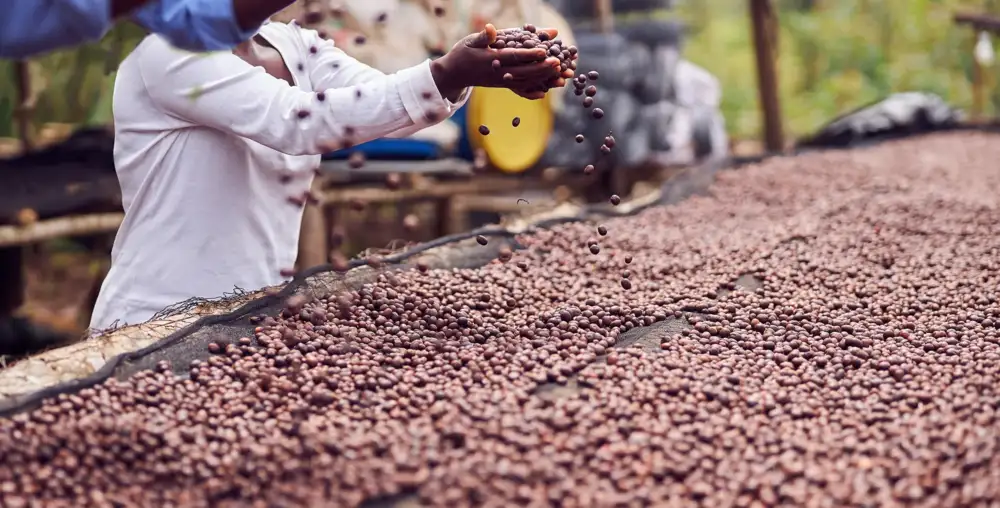 Innovative farming under the golden sunrise, advancing modern agriculture with care.