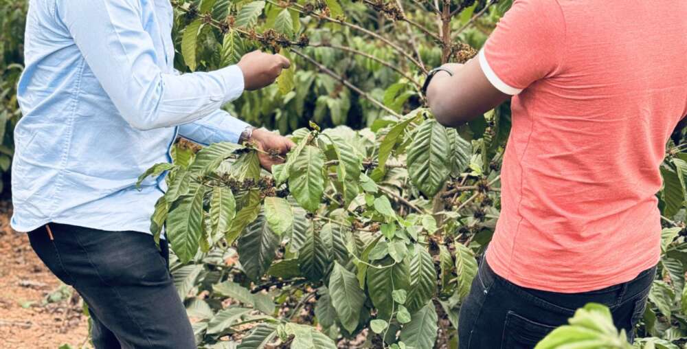 Cultivating organic vegetables through eco-friendly farming and mindful stewardship.
