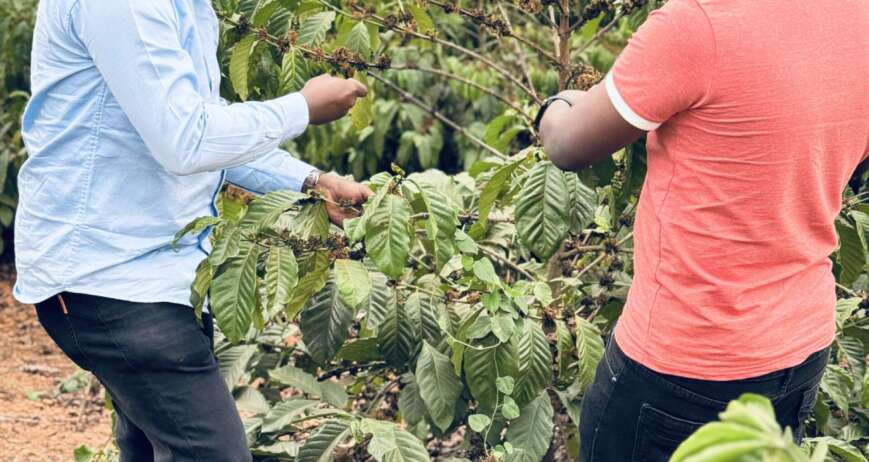 Cultivating organic vegetables through eco-friendly farming and mindful stewardship.