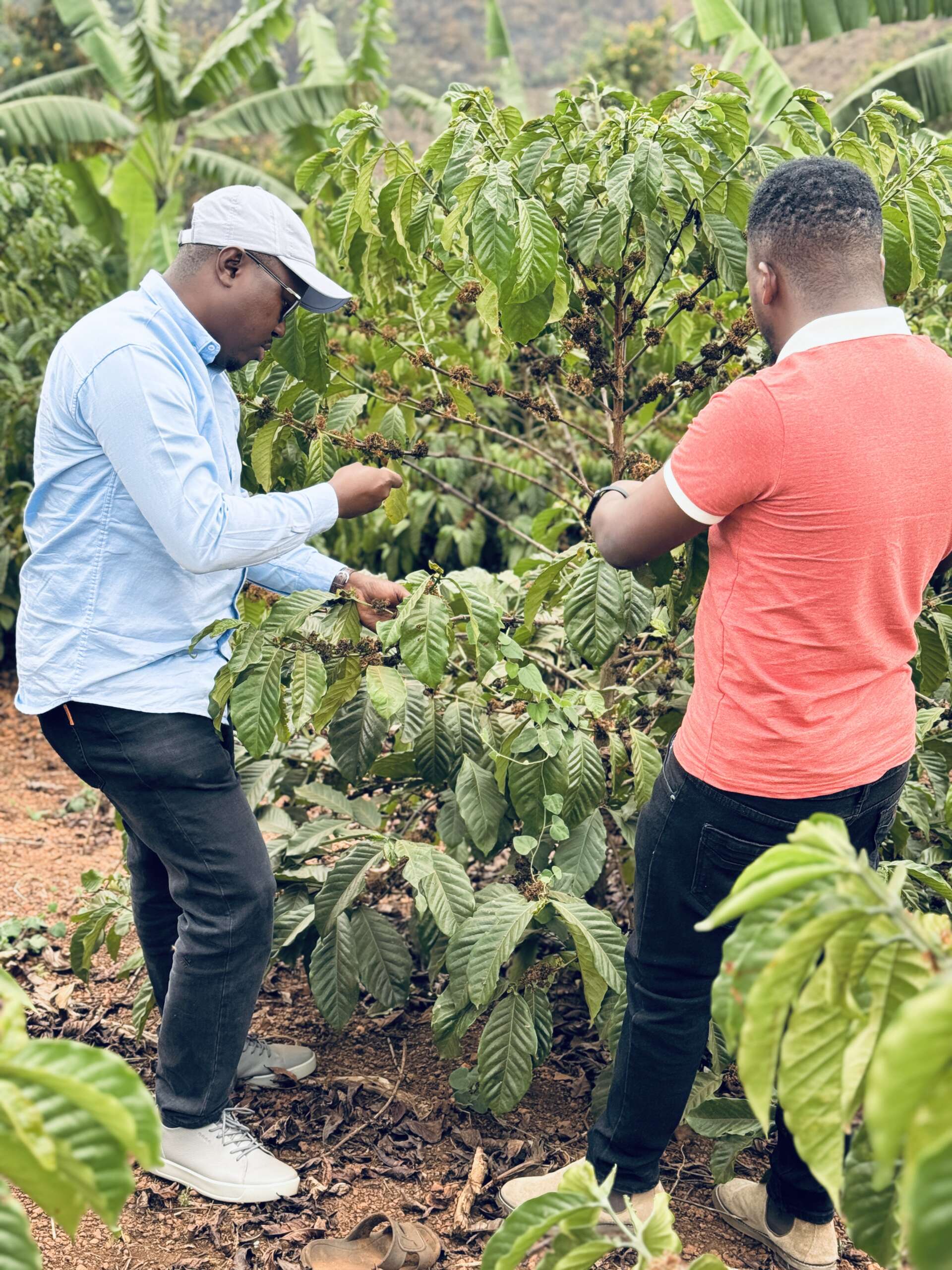 Cultivating organic vegetables through eco-friendly farming and mindful stewardship.