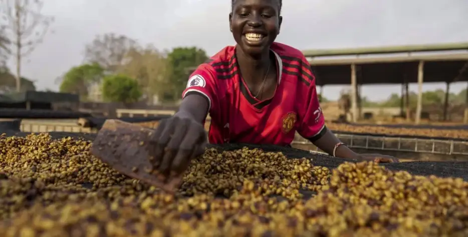 High-elevation lots from Ruvuma. 15-20 micro-lots per year, 86+ SCA scores. Washed, honey, and natural processes. Traceable to washing station with “Origin Verified” marketing kits.