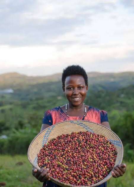 High-elevation lots from Ruvuma. 15-20 micro-lots per year, 86+ SCA scores.